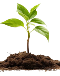 Plants